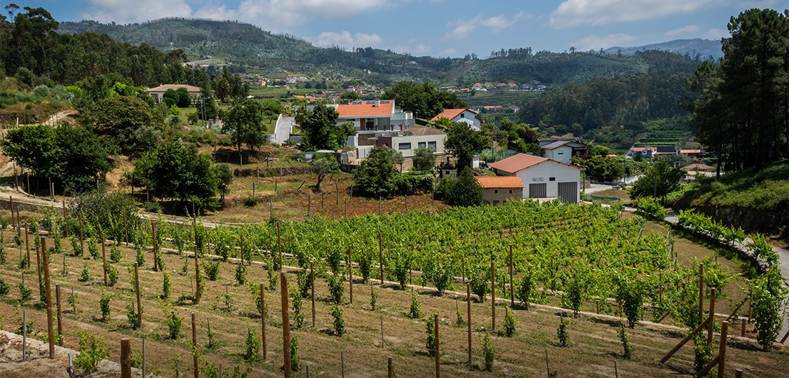 Vinhas da Quinta da Companhia em Vale de Cambra